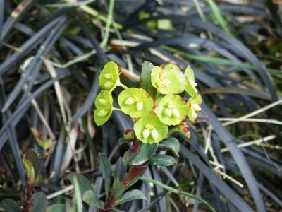 Ophiopogon and euphorbia