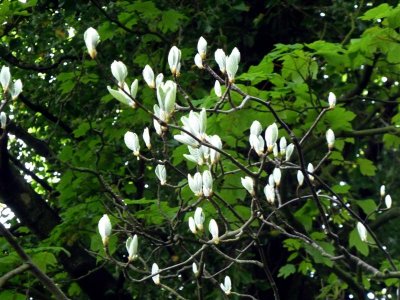 Leaf buds in the lane, looking like magnolia