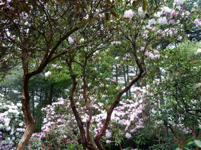 A steep descent under tall rhododendrons