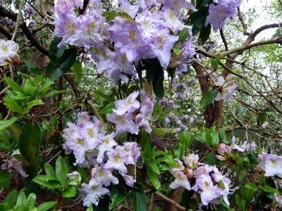 Pinky, lilacy mauvy blossoms
