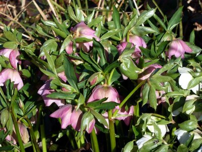 Hellebores at Hoyle Court