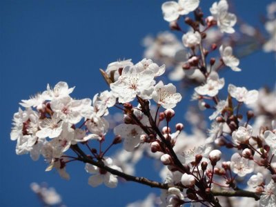 Cherry blossom in Friend's Meeting House garden