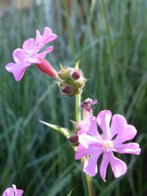 Pink campion