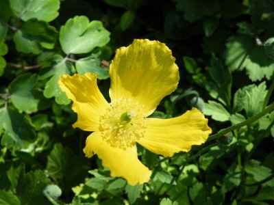 Welsh poppy