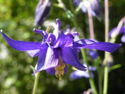 Aquilegia, self-seeded