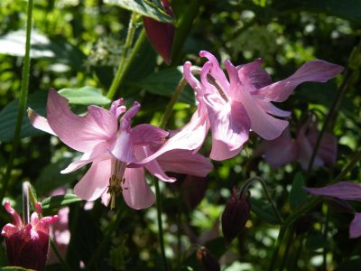 Aquilegia, self-seeded