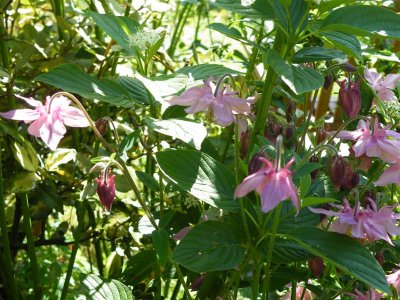 Aquilegia, self-seeded