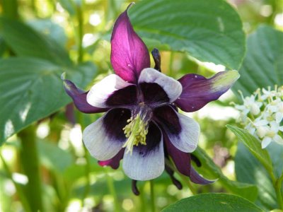 Aquilegia 'Magpie'