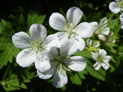 Geranium