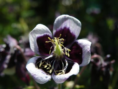 Aquilegia 'Magpie'