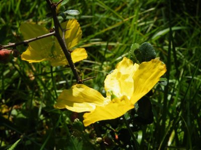 Welsh poppies and quince