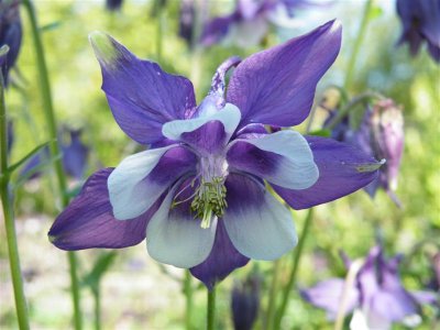 Aquilegia 'Magpie'