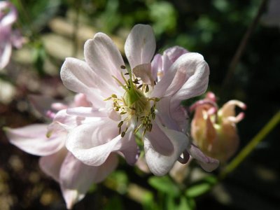 Aquilegia, self-seeded