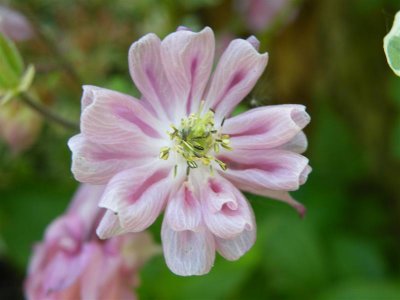 Aquilegia, self-seeded