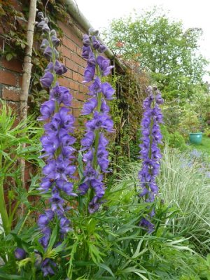 Delphiniums blue