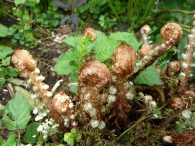 Mum's fern unfurls