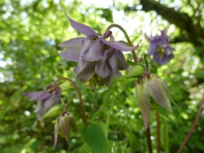 Aquilegia, self-seeded