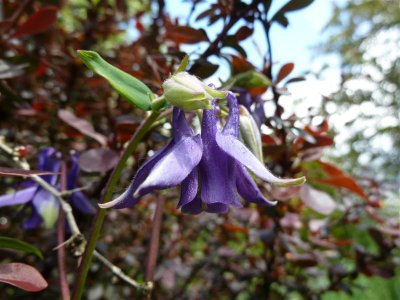 Aquilegia, self-seeded