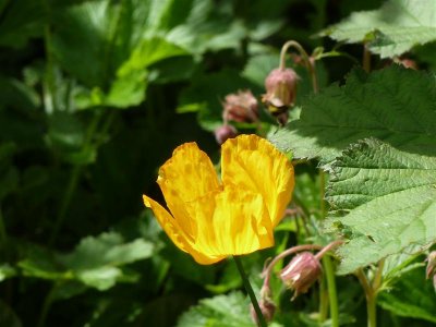 Welsh poppy and geum rivale