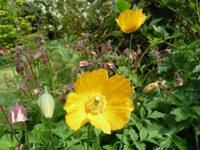 Welsh poppies and geum rivale