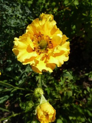 Geum