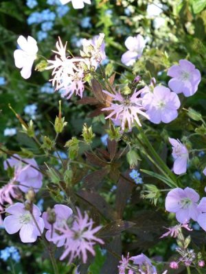 Geranium and ragged robin