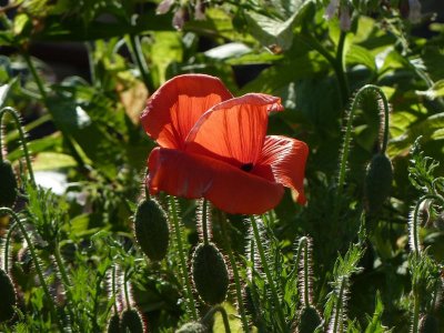 Common poppy aka Papaver rhoeas