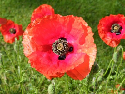 Common poppy