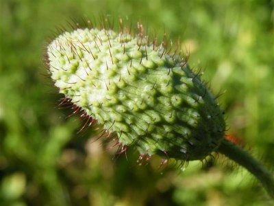 Common poppy bud