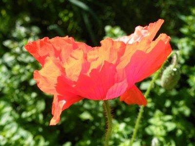 Common poppy