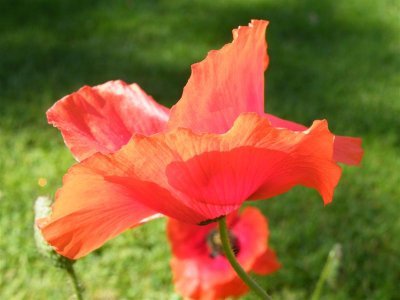 Common poppy