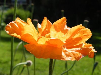 Papaver orientalis