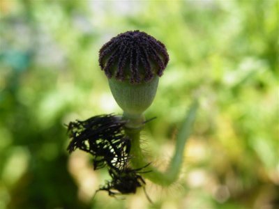 Common poppy seed head