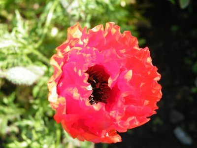 Common poppy