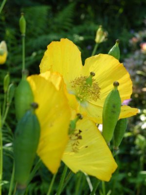 Welsh poppies