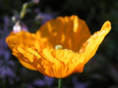 Welsh poppy