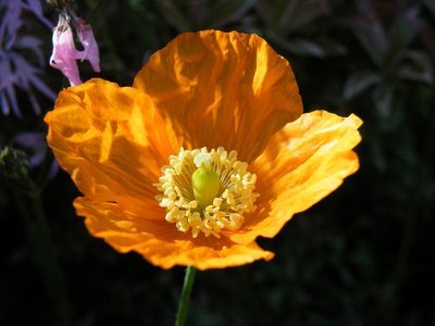 Welsh poppy