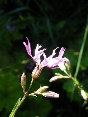 Ragged robin