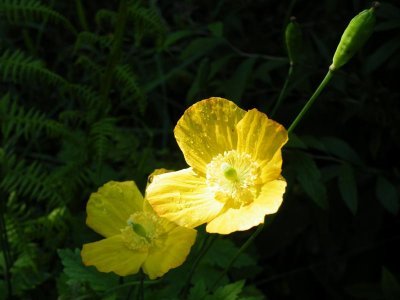 Welsh poppies