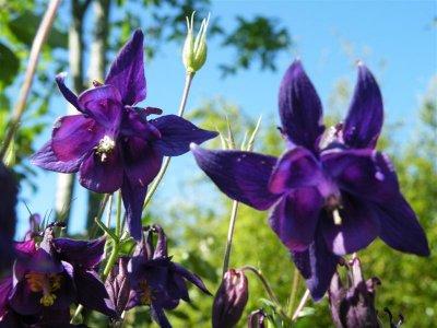 Aquilegia, self-seeded