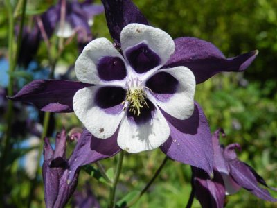 Aquilegia 'Magpie'