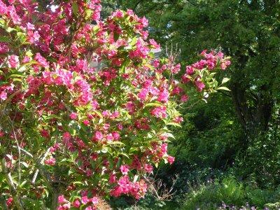 Weigela