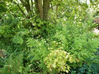 Fernery + acer