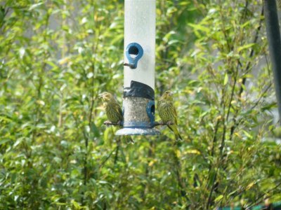 Siskins