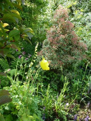 Pieris with poppy