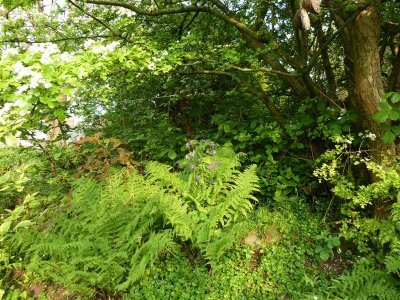 Ferns on the bank