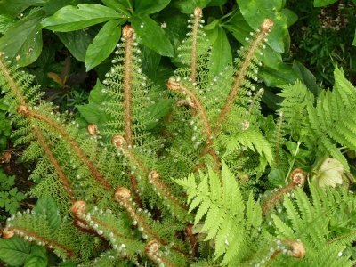 Mum's fern unfurled