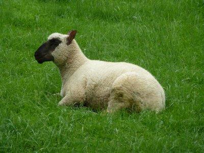 Very healthy looking sheep