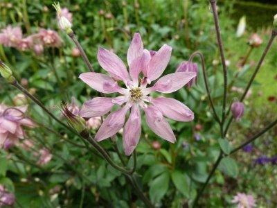 Aquilegia?