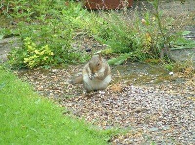 Contented squirrel